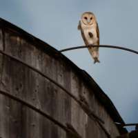 A rare family of barn owls moved into Manhattan's Upper West Side. New Yorkers are captivated
