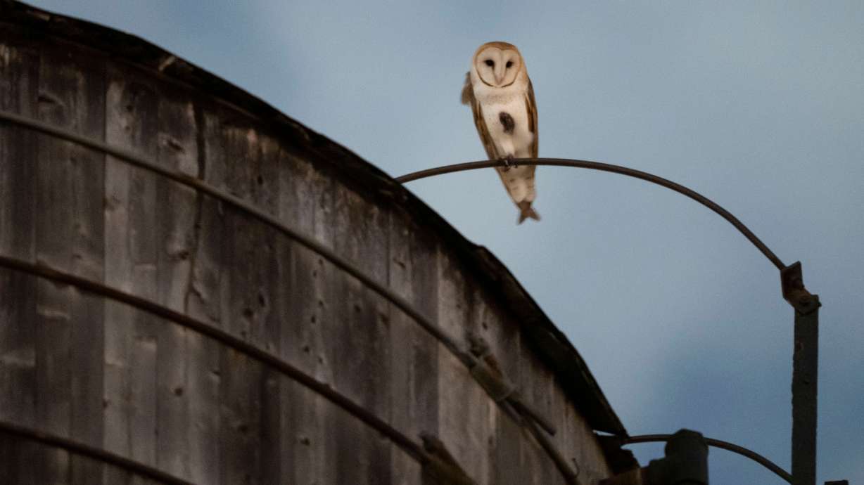 An American Barn Owl sits perched on a water tower on the Upper West Side neighborhood, Wednesday, in New York. Manhattan's Upper West Side has been reveling in the company of its latest celebrities: A family of barn owls nested in a water tower atop a building near Central Park.