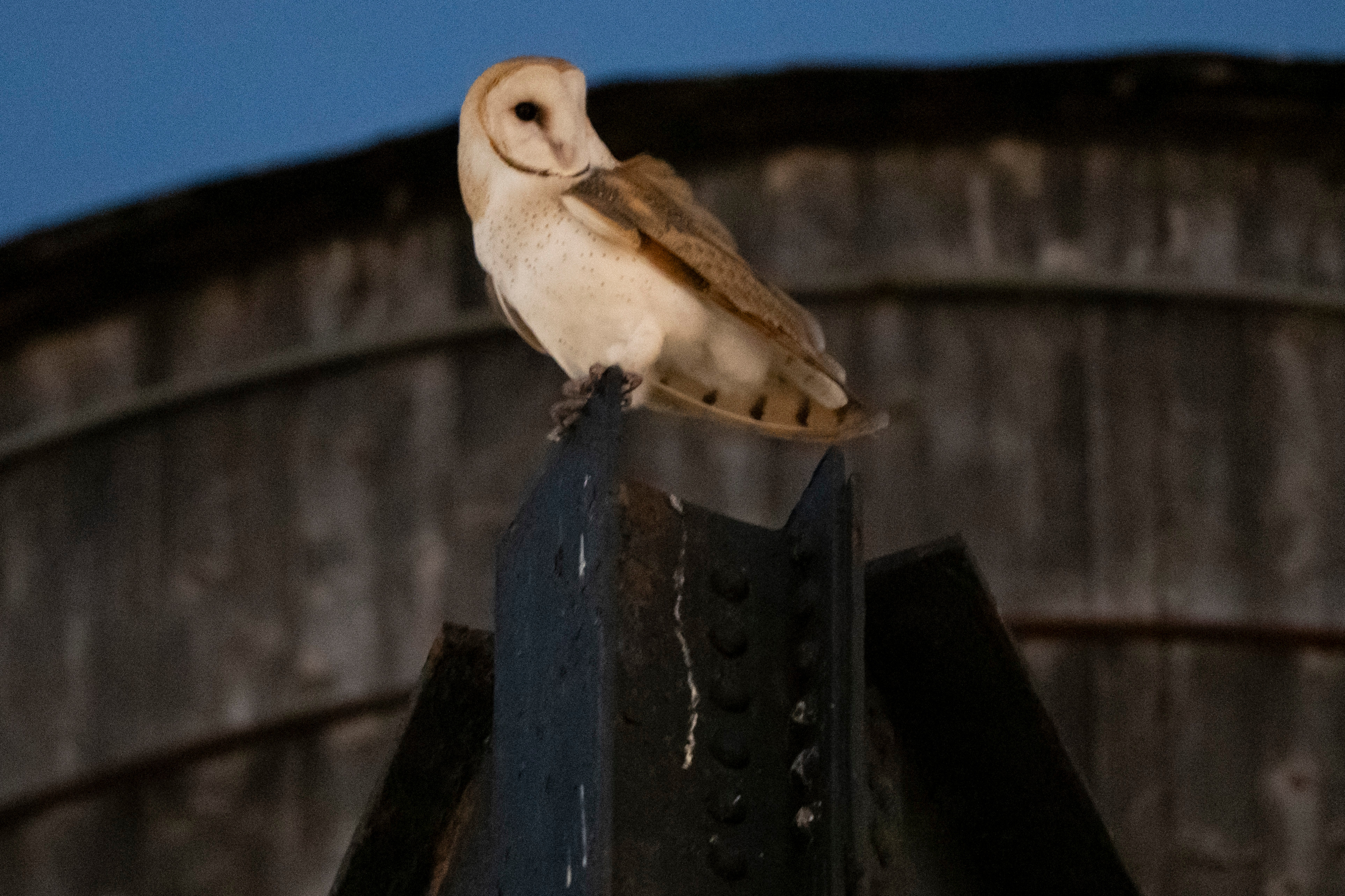 An American Barn Owl sits perched on a water tower on the Upper West Side neighborhood, Wednesday, in New York.