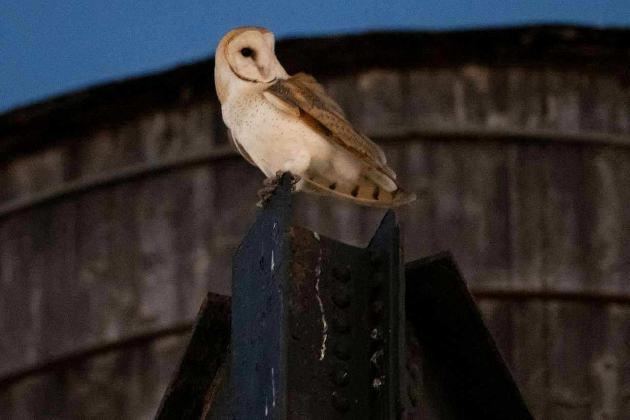 An American Barn Owl sits perched on a water tower on the Upper West Side neighborhood, Wednesday, in New York.