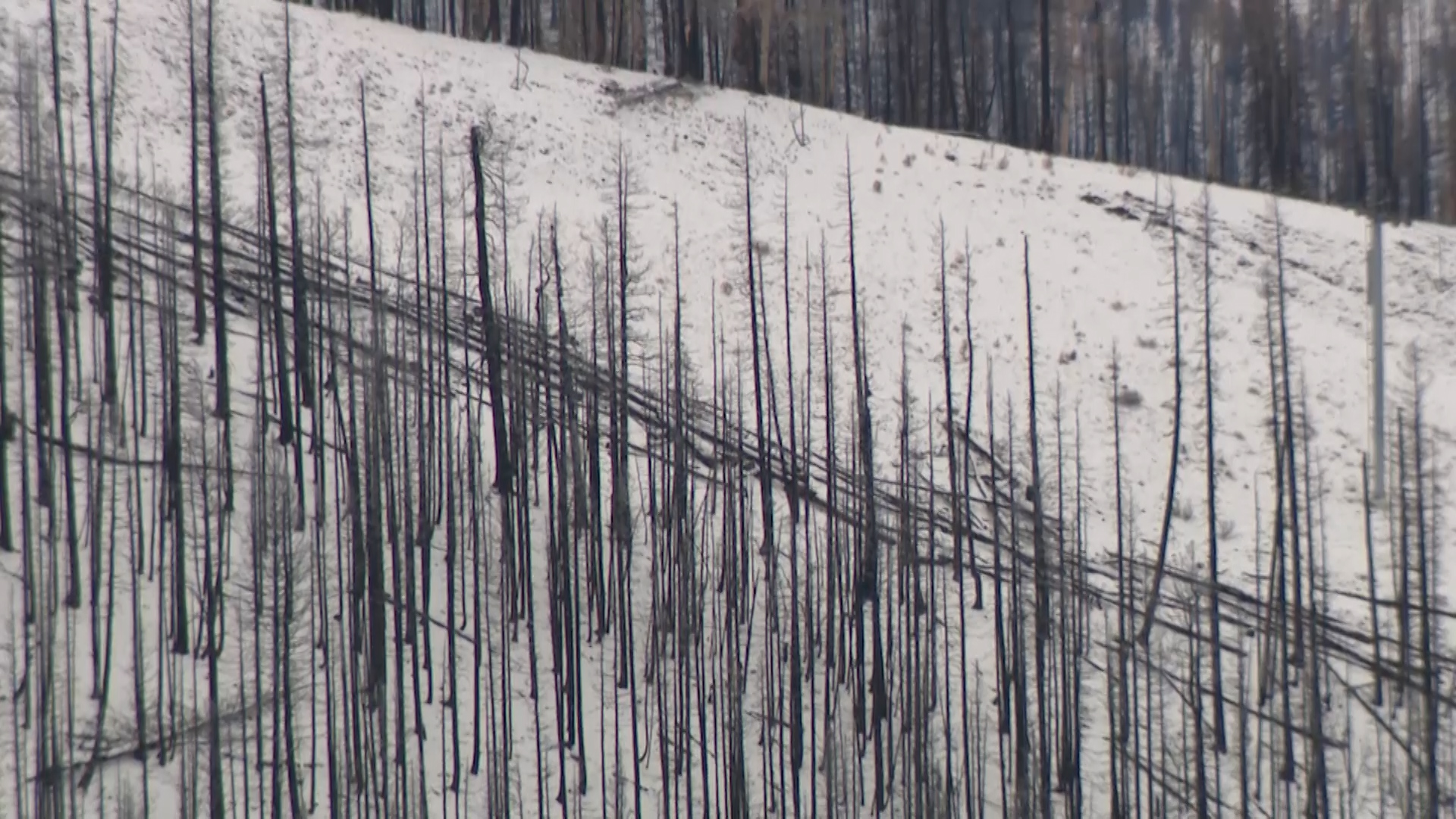 Burned trees from the Cottonwood Fire at Eagle Point Ski Resort.