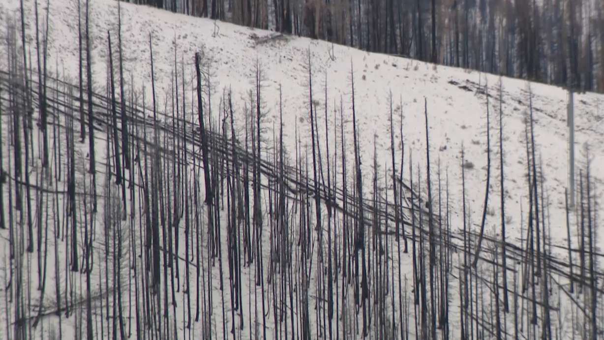 Burned trees from the Cottonwood Fire at Eagle Point Ski Resort.