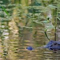 Fisherman, 71, attacked and killed by 12-foot alligator alongside Florida lake