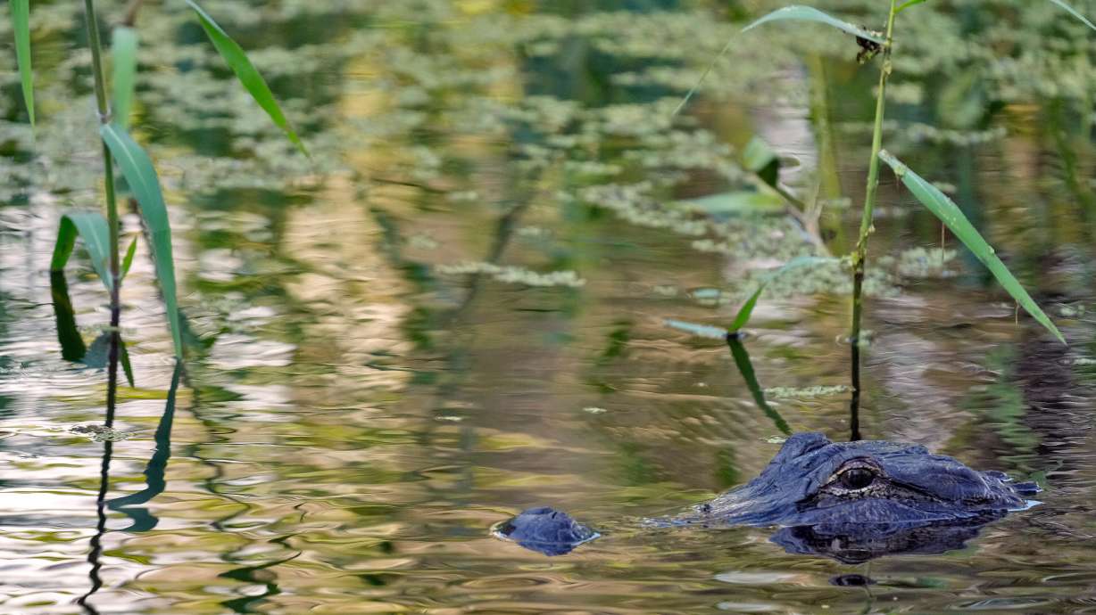 An alligator peers from the water's surface at the Circle B Bar Reserve, Oct. 21, 2025, in Polk County, Fla. A 71-year-old fisherman was attacked and killed by an alligator on Friday.