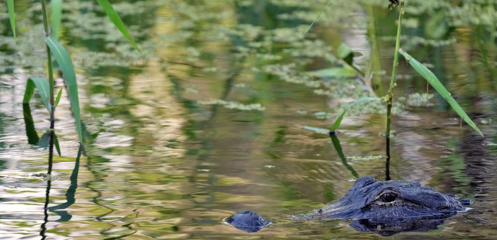 Fisherman, 71, attacked and killed by 12-foot alligator alongside Florida lake