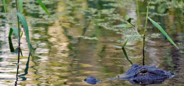 Fisherman, 71, attacked and killed by 12-foot alligator alongside Florida lake