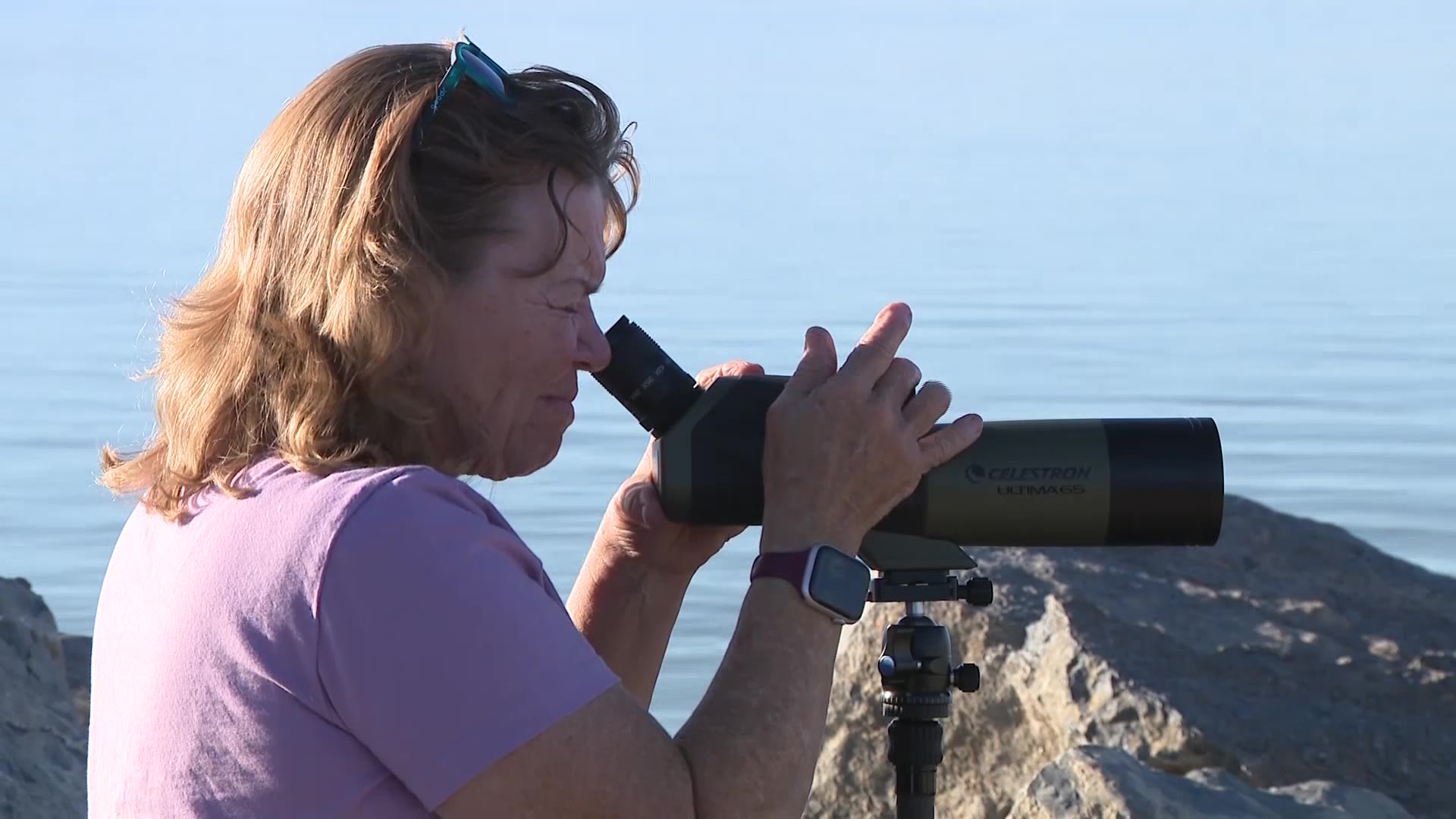 Tropical Storm Rachel pushes ocean birds into Utah