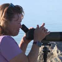 Tropical Storm Rachel pushes ocean birds into Utah