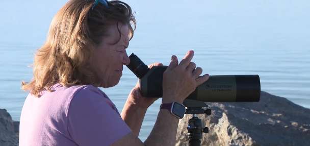 Tropical Storm Rachel pushes ocean birds into Utah