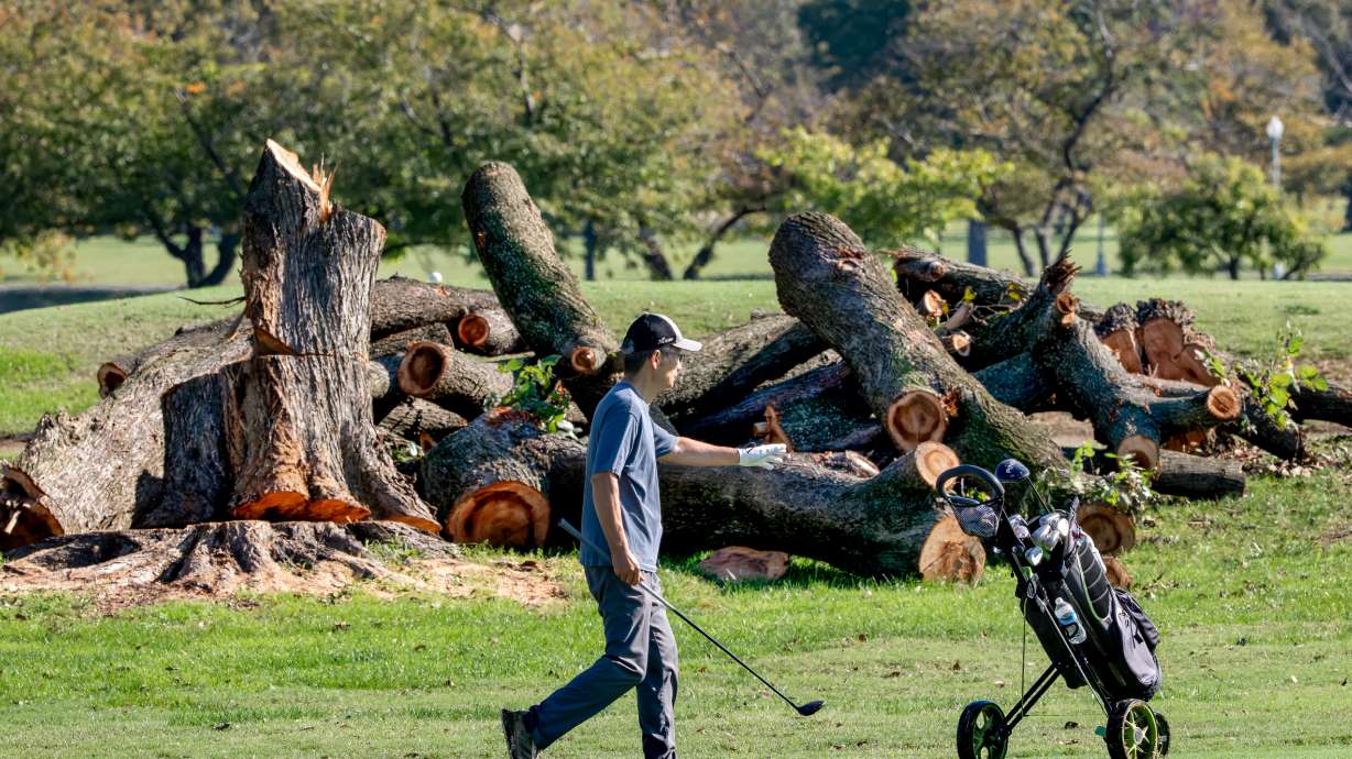 A golfer walks near log sections cut from trees at the East Potomac Golf Links, in Washington, Tuesday, Oct. 13, 2026.