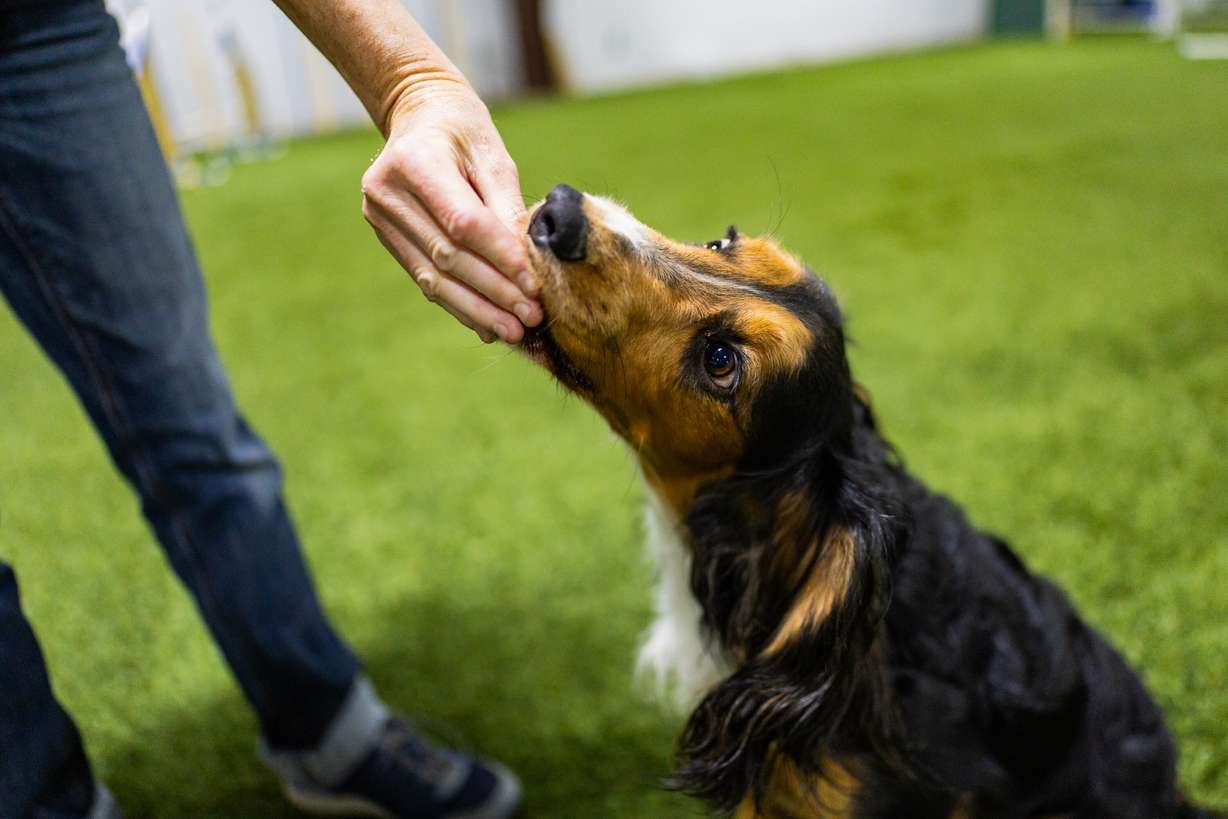 Tracy Mazur, a dog trainer and dog show judge who has been selected to be a judge at the Westminster Dog Show in New York in January 2027, feeds treats to her dog Quill after demonstrating agility training for the Deseret News at Versa Dog Training, where she trains her dogs, in Layton on Sept. 30.