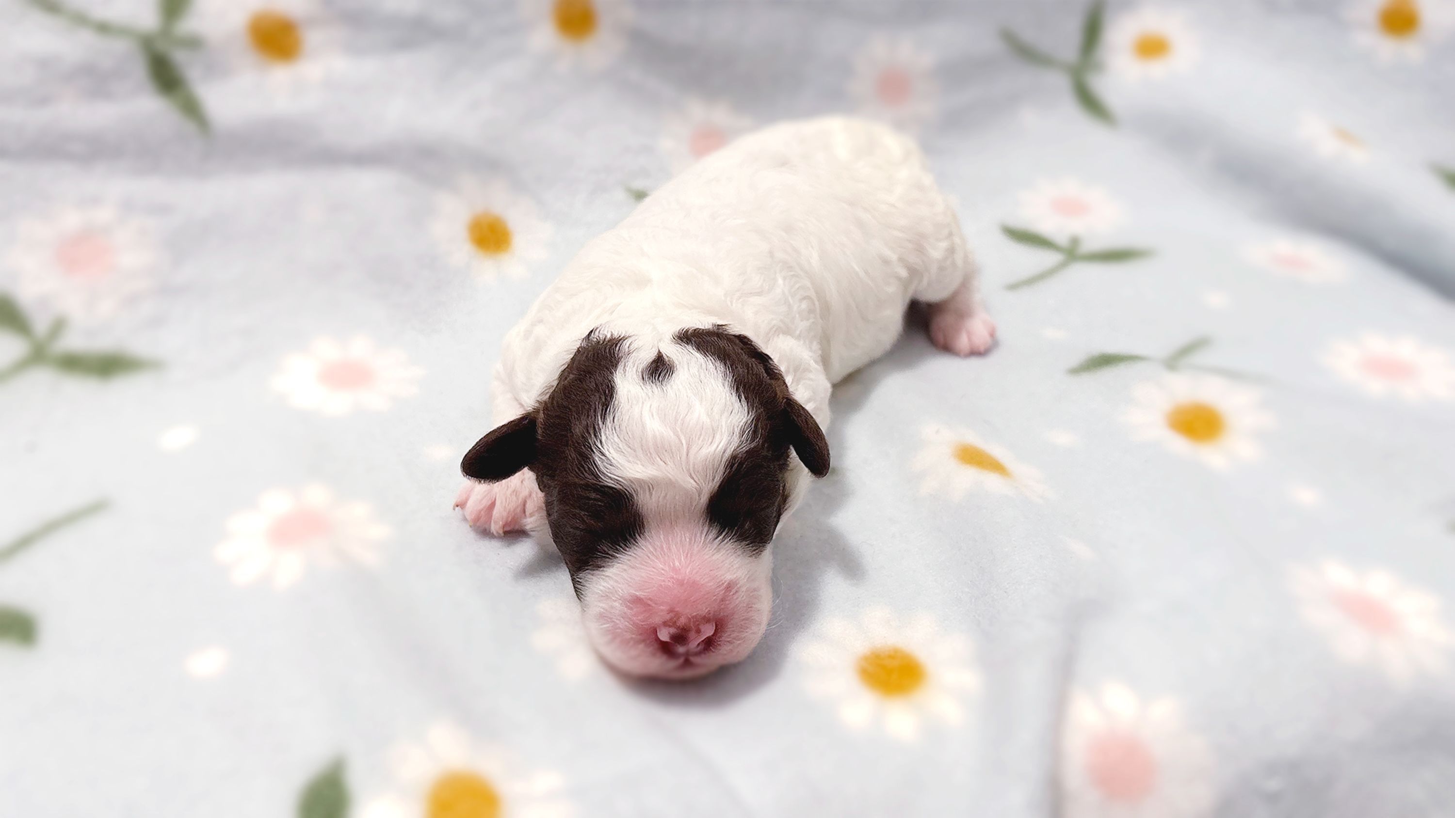 The six puppies don't have names yet.