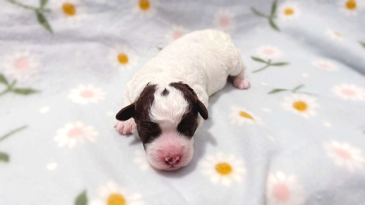 The six puppies don't have names yet.