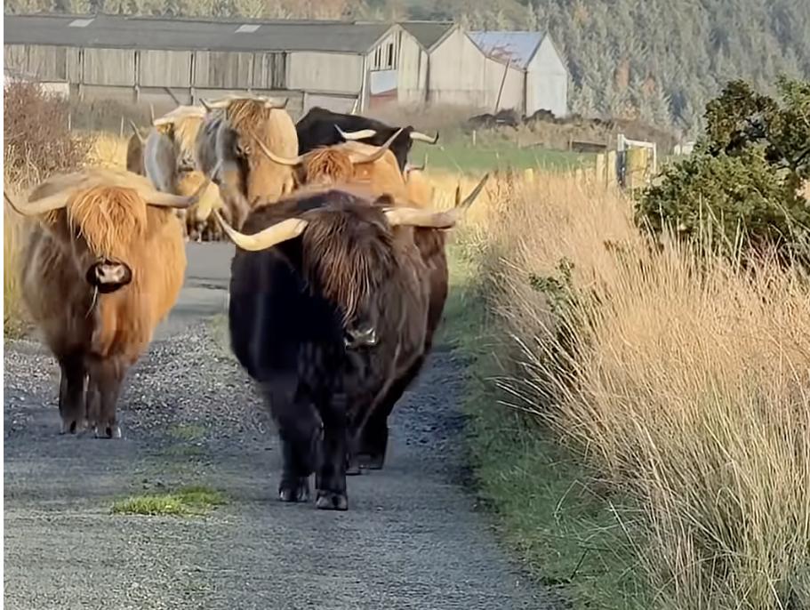 Have You Seen This? Highland cows 'Stayin' Alive' 