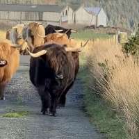 Have You Seen This? Highland cows 'Stayin' Alive'