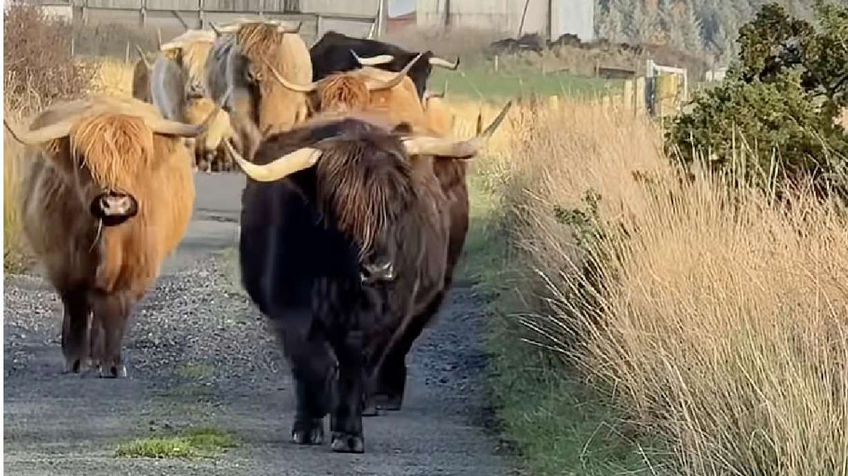 Have You Seen This? Highland Cows 'Stayin' Alive'.