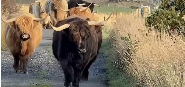Have You Seen This? Highland cows 'Stayin' Alive'