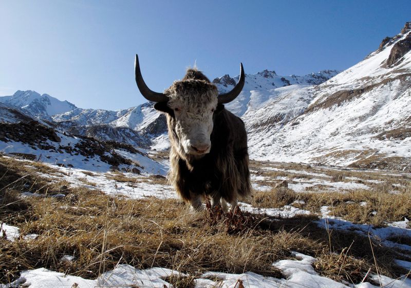 A yak grazes on a grass patch some 3,000 metres (9,842 feet) above sea level in the mountains outside Almaty November 1, 2009.