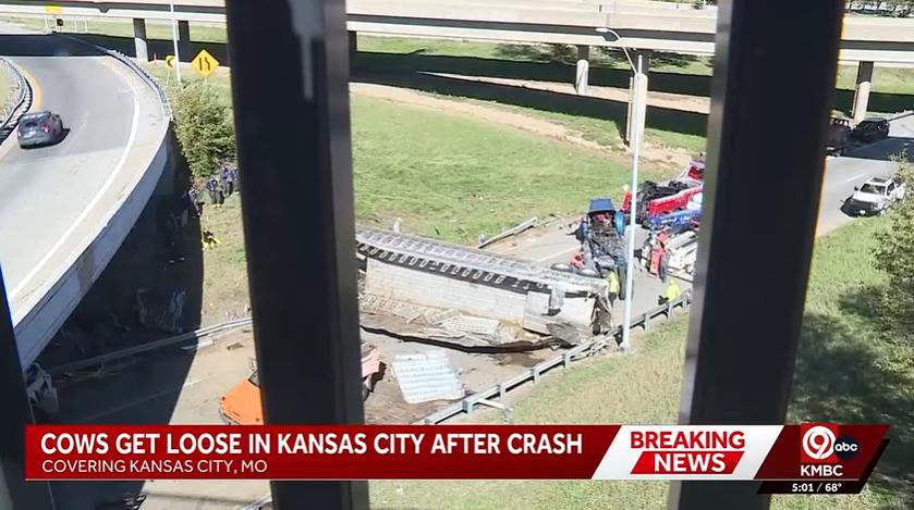 More than 120 cattle involved in I-70 crash, dozens escape into downtown Kansas City