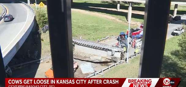 More than 120 cattle involved in I-70 crash, dozens escape into downtown Kansas City