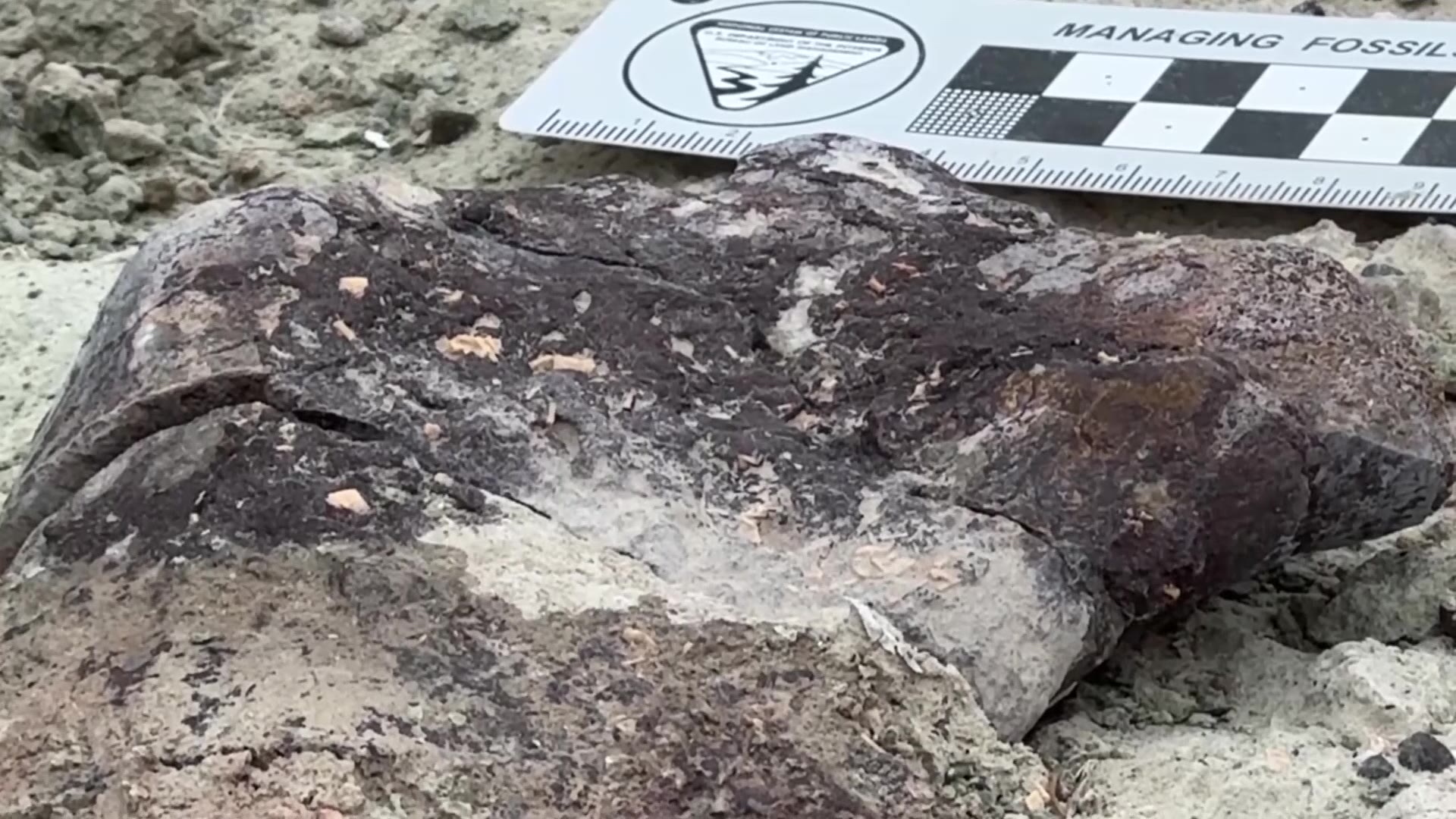 A piece of dinosaur bone found at the Ironstone Bone Bed near Arches National Park.