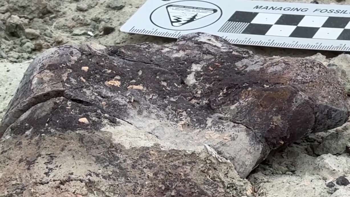 A piece of dinosaur bone found at the Ironstone Bone Bed near Arches National Park.