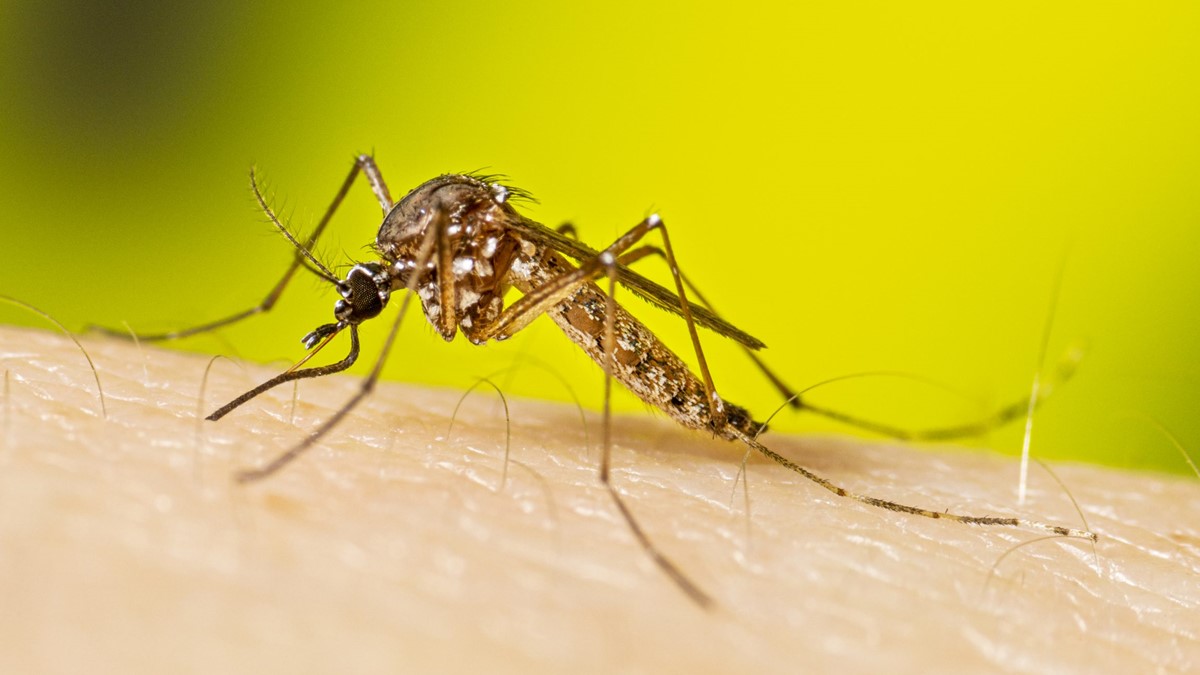 Invasive 'yellow fever mosquito' found in Davis County for the first time