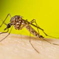 Invasive 'yellow fever mosquito' found in Davis County for the first time
