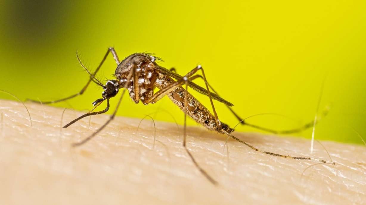 Aedes aegypti was found in Clearfield on Oct. 8 — the first time the species has been located in Davis County, health officials reported on Monday.