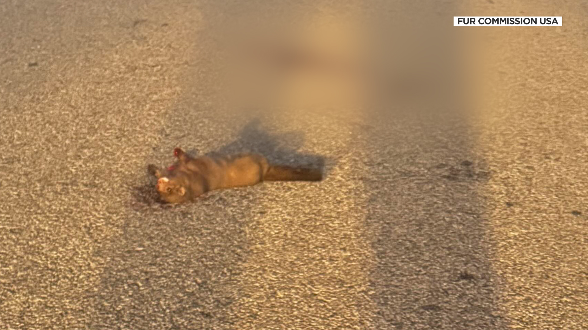 Photo of a mink that was run over and killed after some 1,500 were released from the Hobbs farm over the weekend.