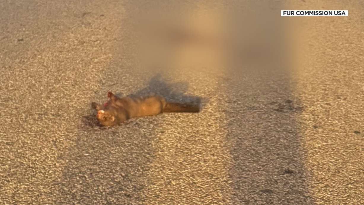 Photo of a mink that was run over and killed after some 1,500 were released from the Hobbs farm over the weekend.