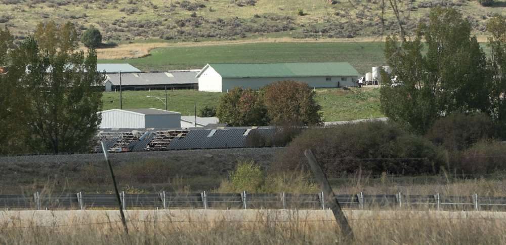 Intruders break into mink farm, release about 1,500 animals