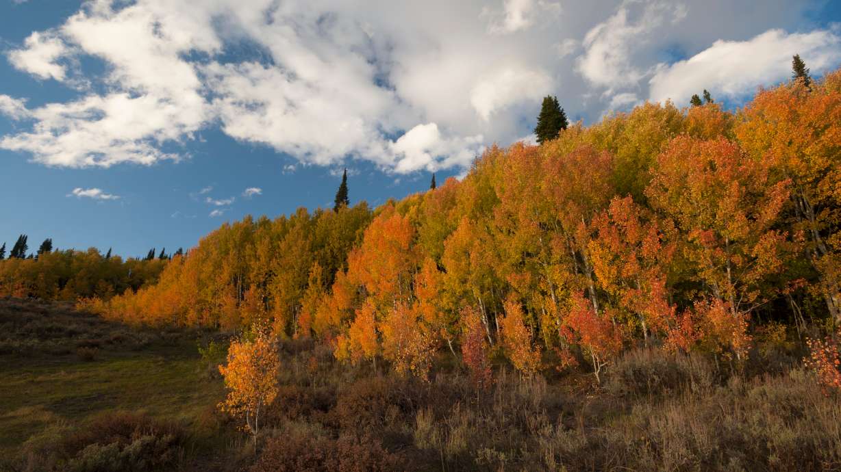 Autumn foliage in Logan Canyon.