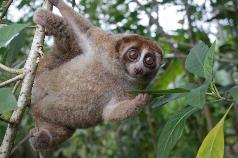Feared extinct, Bangka slow loris primate rediscovered in Indonesia
