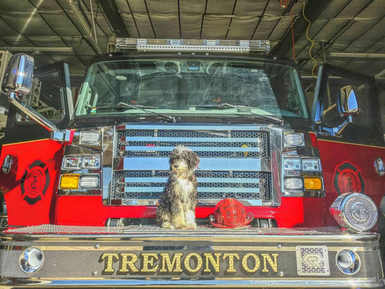 Five-month-old Rosie the sheepadoodle is the newest team member of the Tremonton Fire Department.