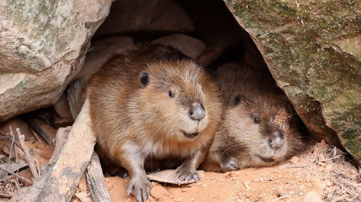 Beavers look out from a rock opening on the shore of Lake Powell near the start of Moqui Canyon in Glen Canyon National Recreation Area on Sunday, Sept. 27, 2026. The USU Beaver Ecology and Relocation Collaborative has a unique solution to drought conditions. Beavers and their ecological skills can help to drastically improve habitats for other wildlife.