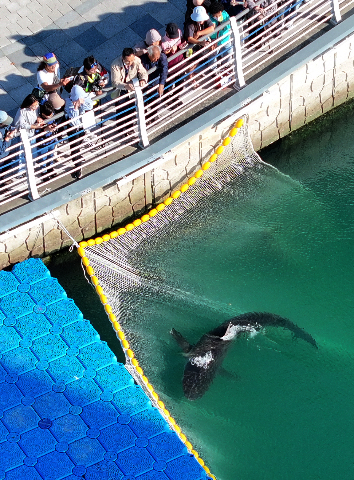 South Korean officials free a shark trapped for a month in Busan canal