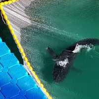 South Korean officials free a shark trapped for a month in Busan canal