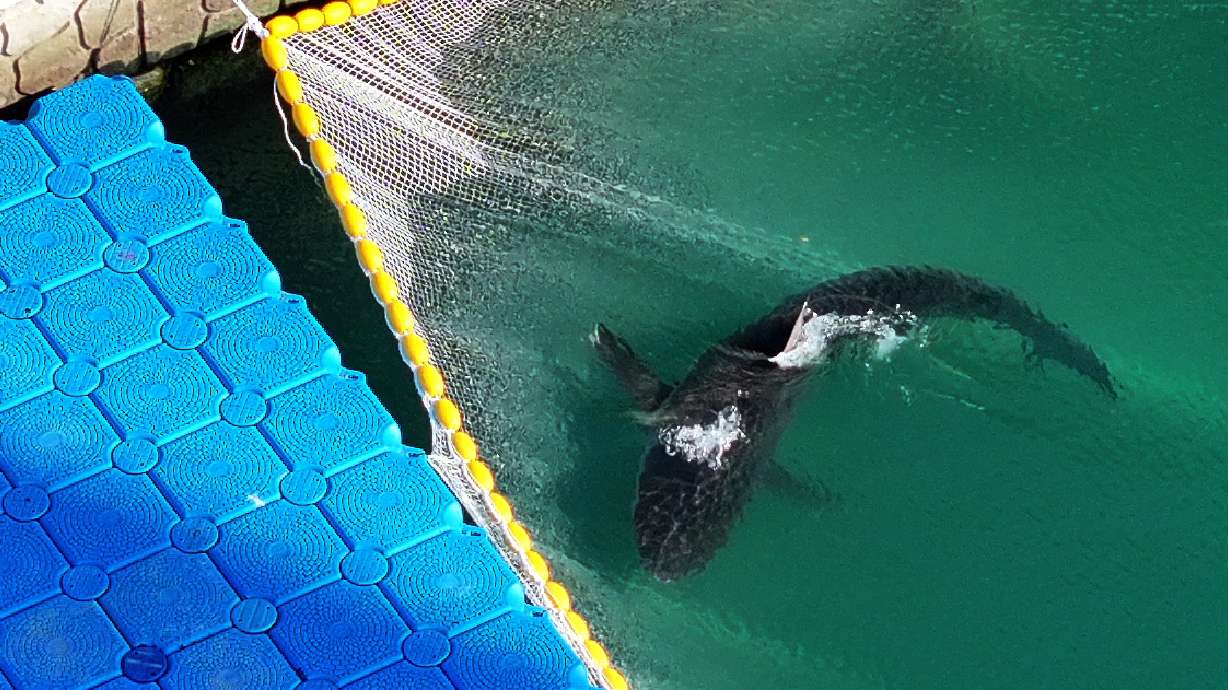 A shark is stuck in guiding nets connected to floating pontoons installed on the waterway of North Port Waterfront Park in Busan, South Korea, Wednesday. The gray shark, trapped for over a month in a Busan canal, was finally freed.