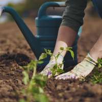 Utah Apple Crunch connects kindergarteners with local farmers