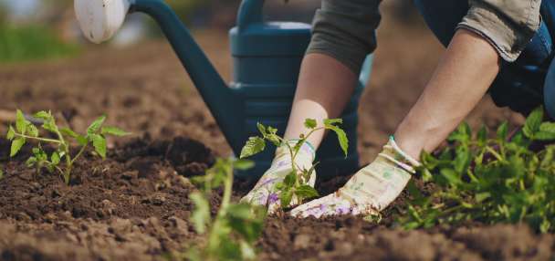 Utah Apple Crunch connects kindergarteners with local farmers