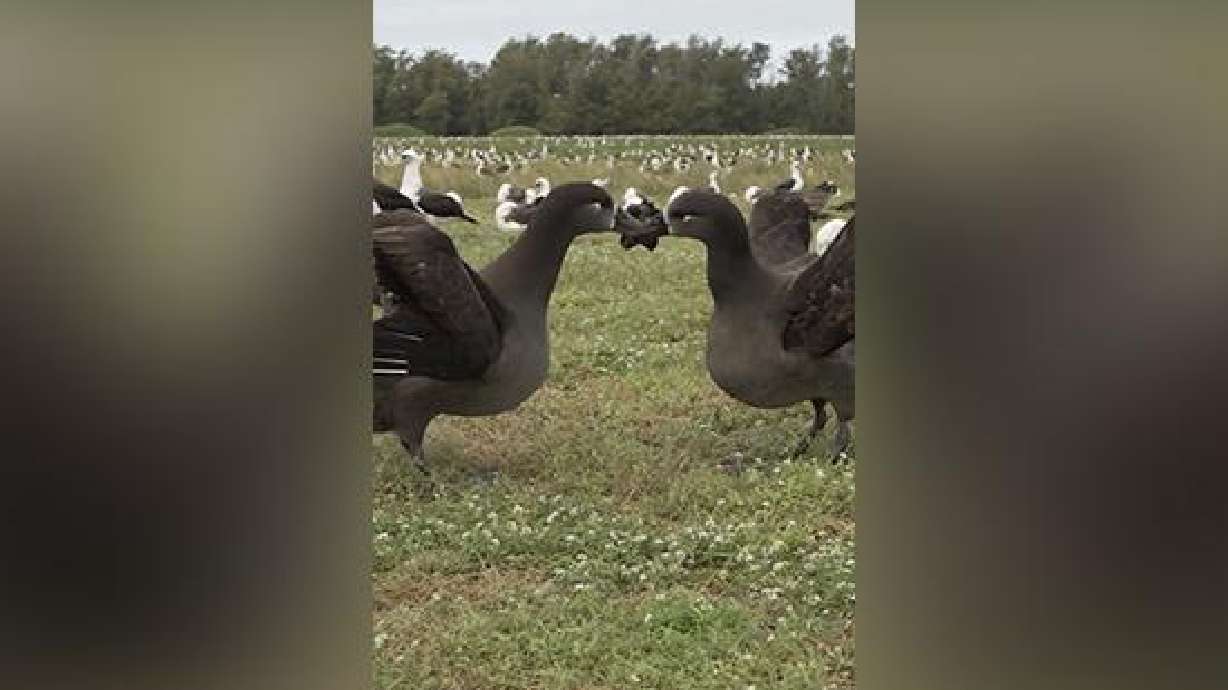 Two Hawaiian seabirds reunite with a series of calls and dances in this still image taken from a social media video, obtained Oct. 14.