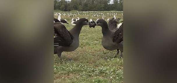 Have You Seen This? A happy Hawaiian reunion