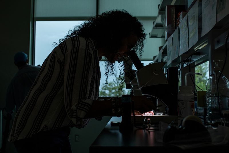 Oak Ridge Institute for Science and Education Scientist Zamira Yusseff-Vanegas observes sterile New World screwworm flies under a microscope at the Knipling-Bushland U.S. Livestock Insects Research Laboratory in Kerrville, Texas, U.S. July 14, 2026.