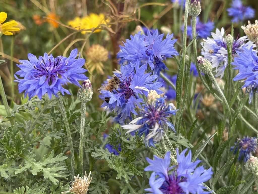 The Kearns High School Pollinator Garden on Wednesday.