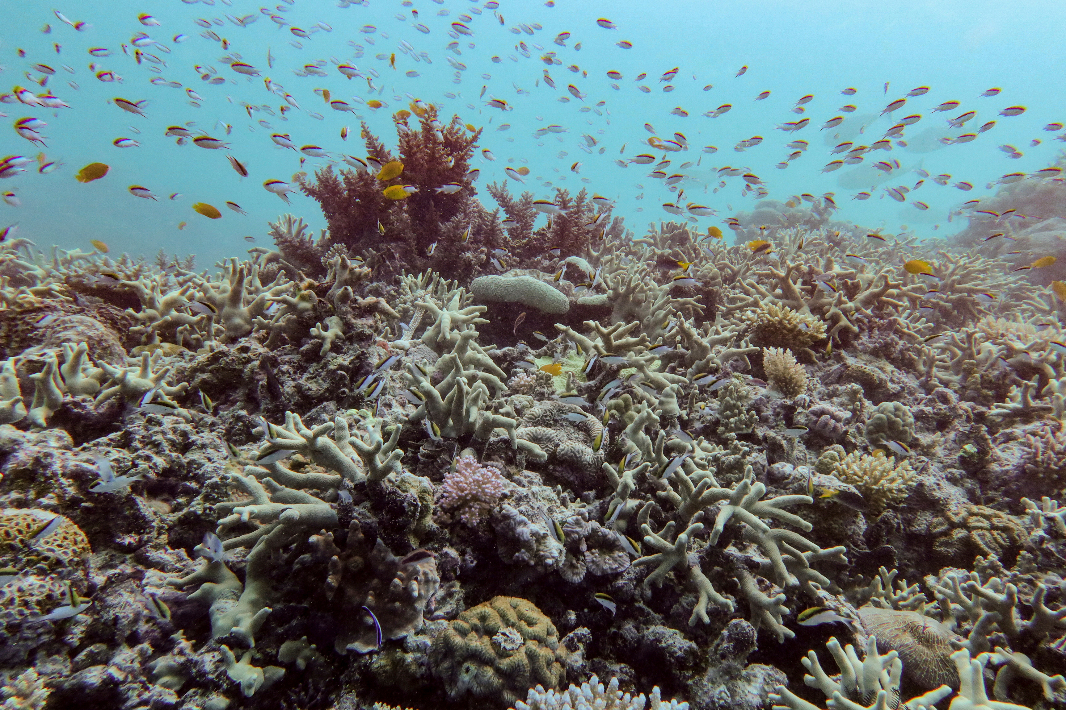 Almost all coral reef ecosystems face risk of collapse in 50 years, study warns