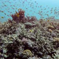 Almost all coral reef ecosystems face risk of collapse in 50 years, study warns