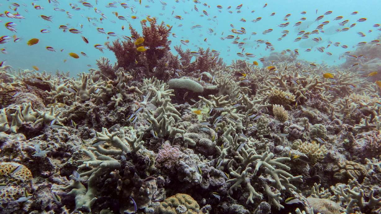 A diverse coral assemblage is seen after a 2024 bleaching event at Pompey Reef in the northern Great Barrier Reef, far North Queensland, Australia, on Jan. 1, 2025.