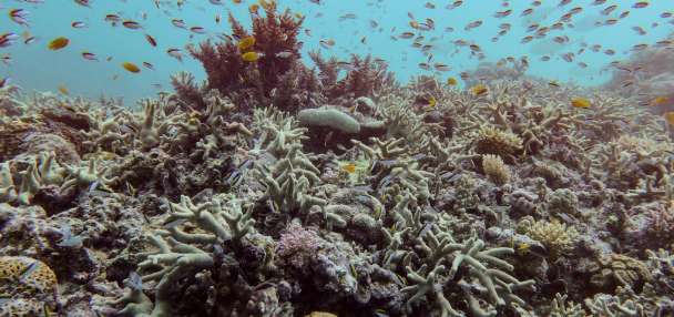 Almost all coral reef ecosystems face risk of collapse in 50 years, study warns