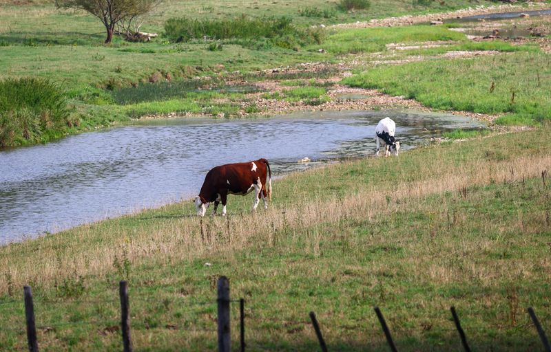 Explainer-What is Shamonda virus and what are the risks to humans and animals?